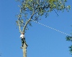 Tree pruning and felling